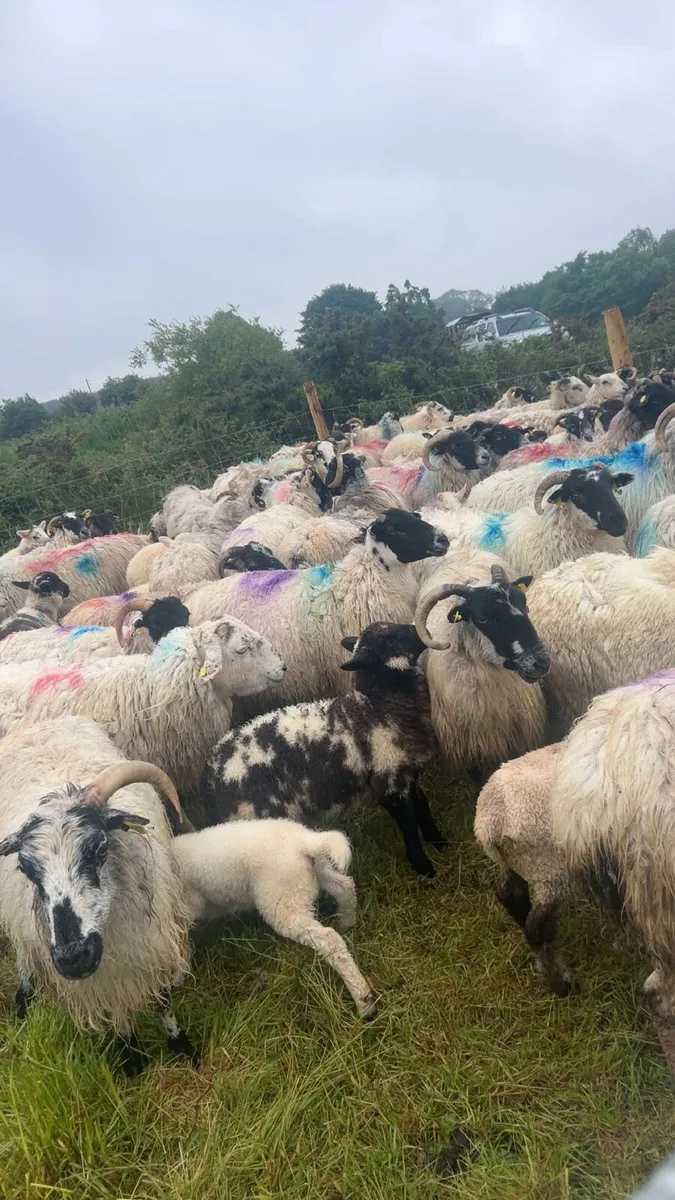 Ewes with lambs