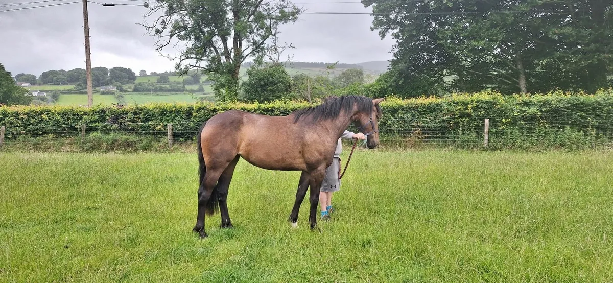 3 year old filly - Image 3