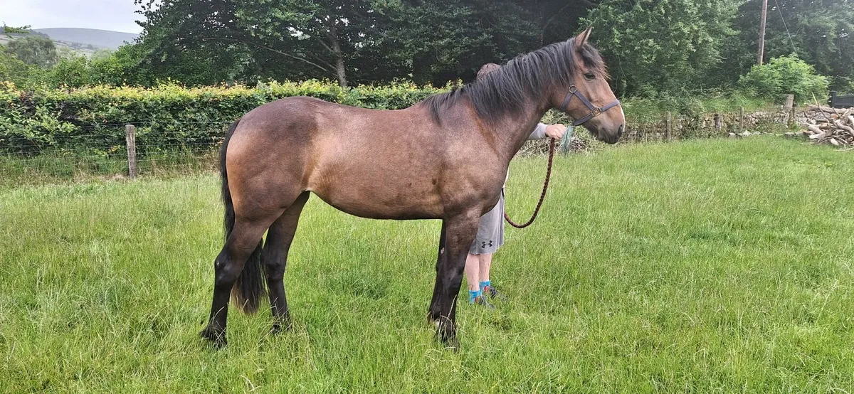 3 year old filly - Image 2