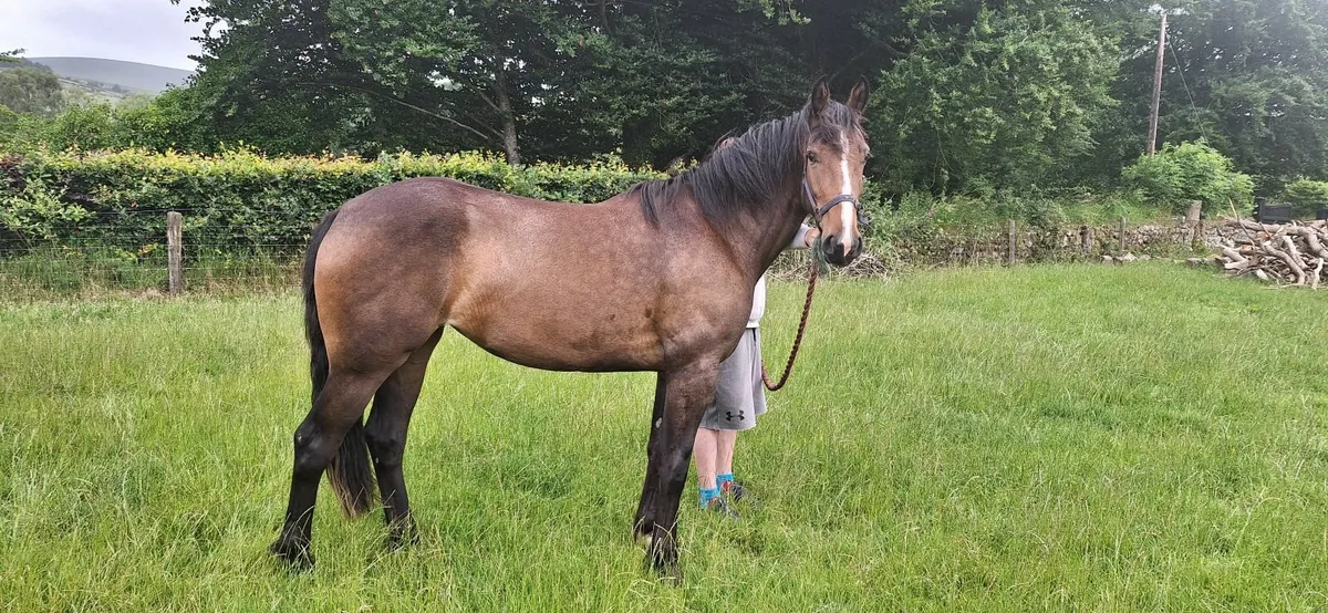 3 year old filly - Image 1