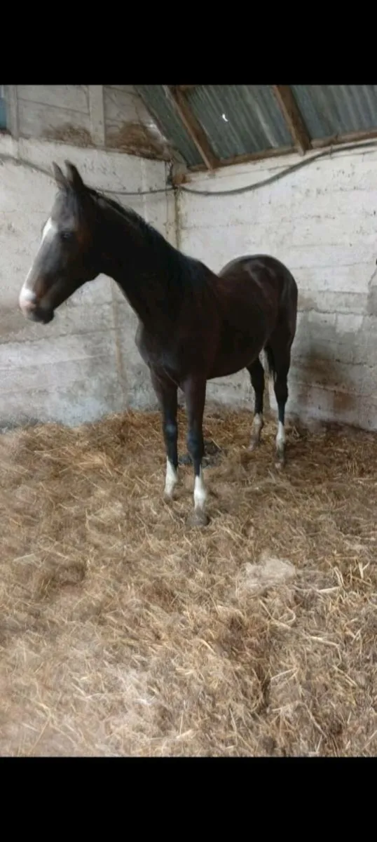 Yearling colt - Image 1