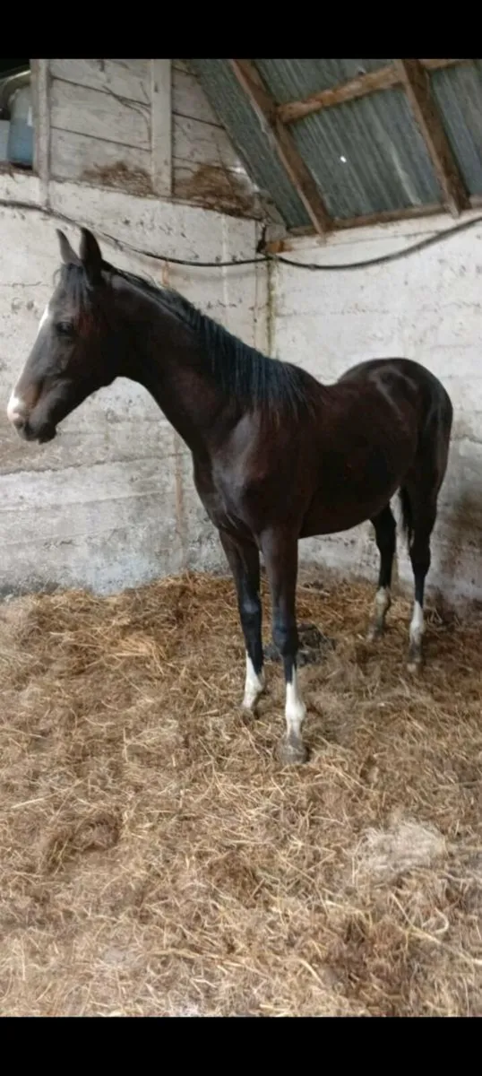 Yearling colt - Image 2