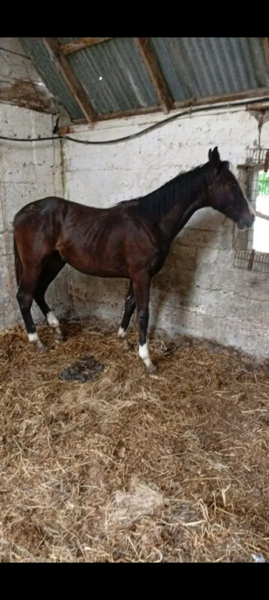 Yearling colt - Image 3