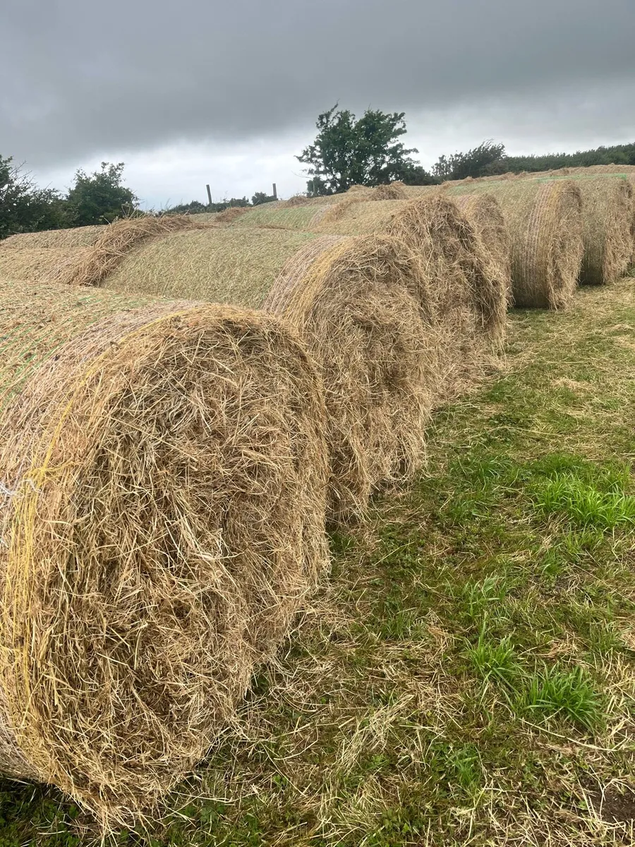 Round bales of Hay - Image 2