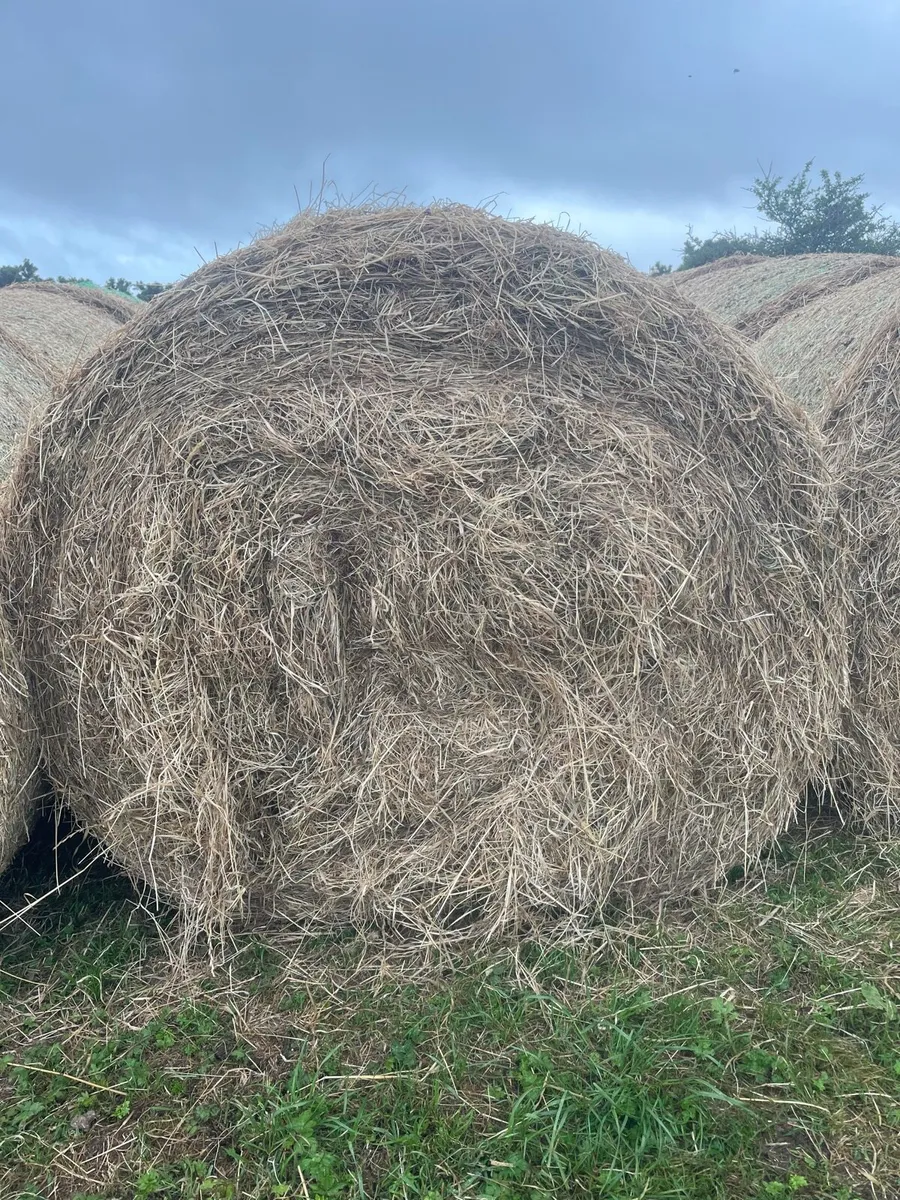 Round bales of Hay - Image 1