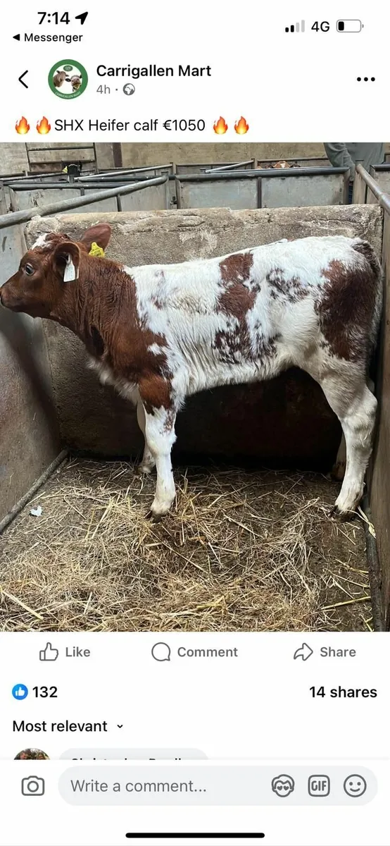Gas water heater/ feeding calves