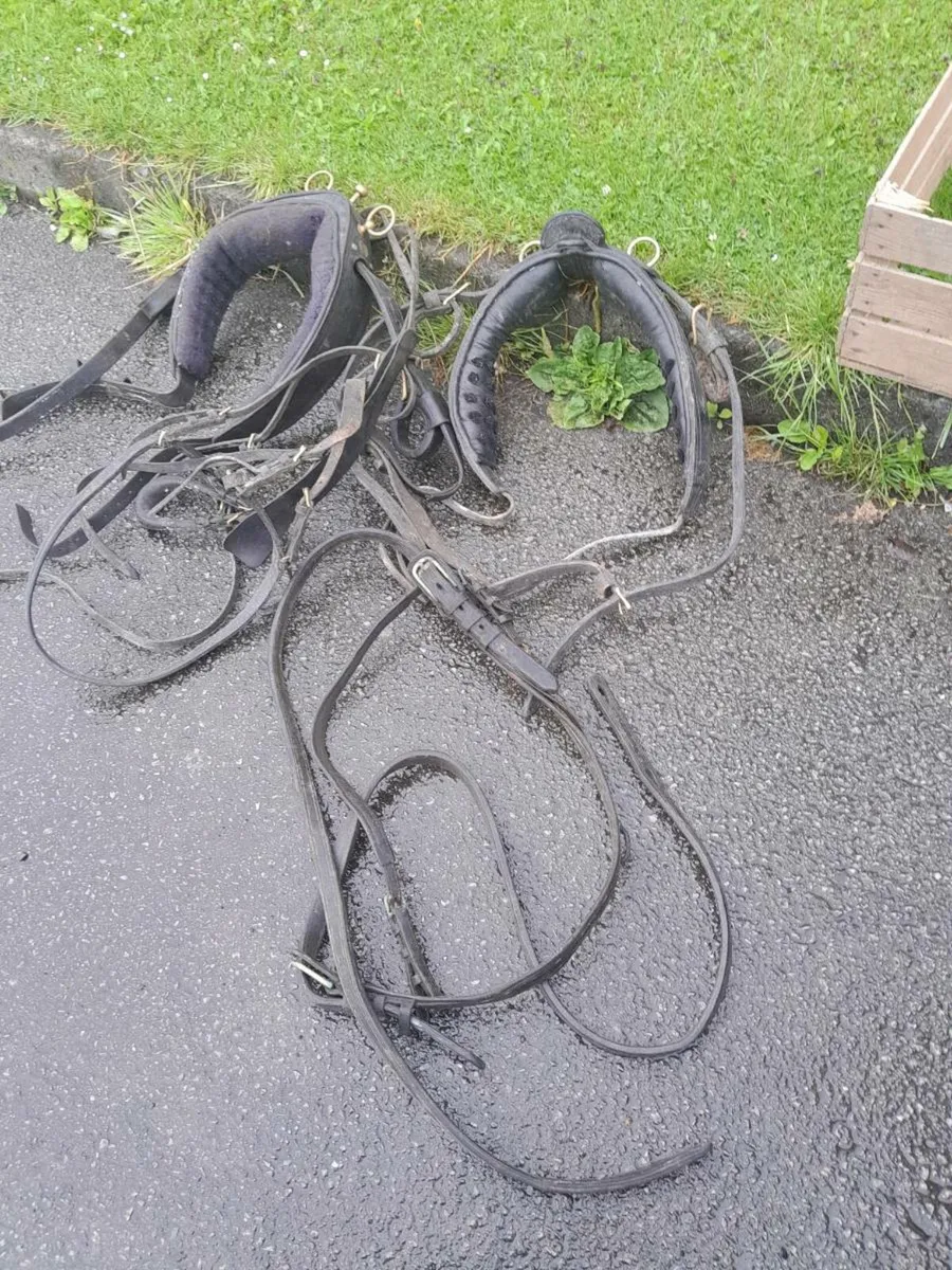 Vintage horse harness - Image 1