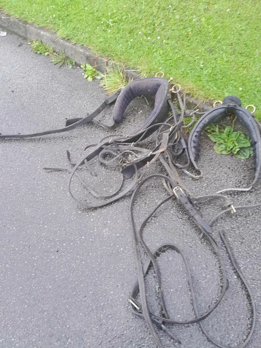 Vintage horse harness - Image 3
