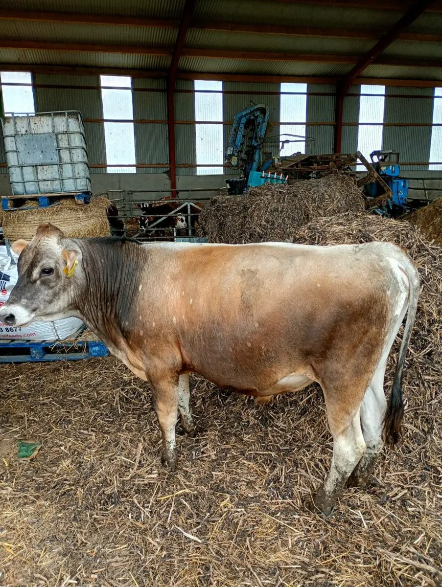 Jersey Bull - Image 1