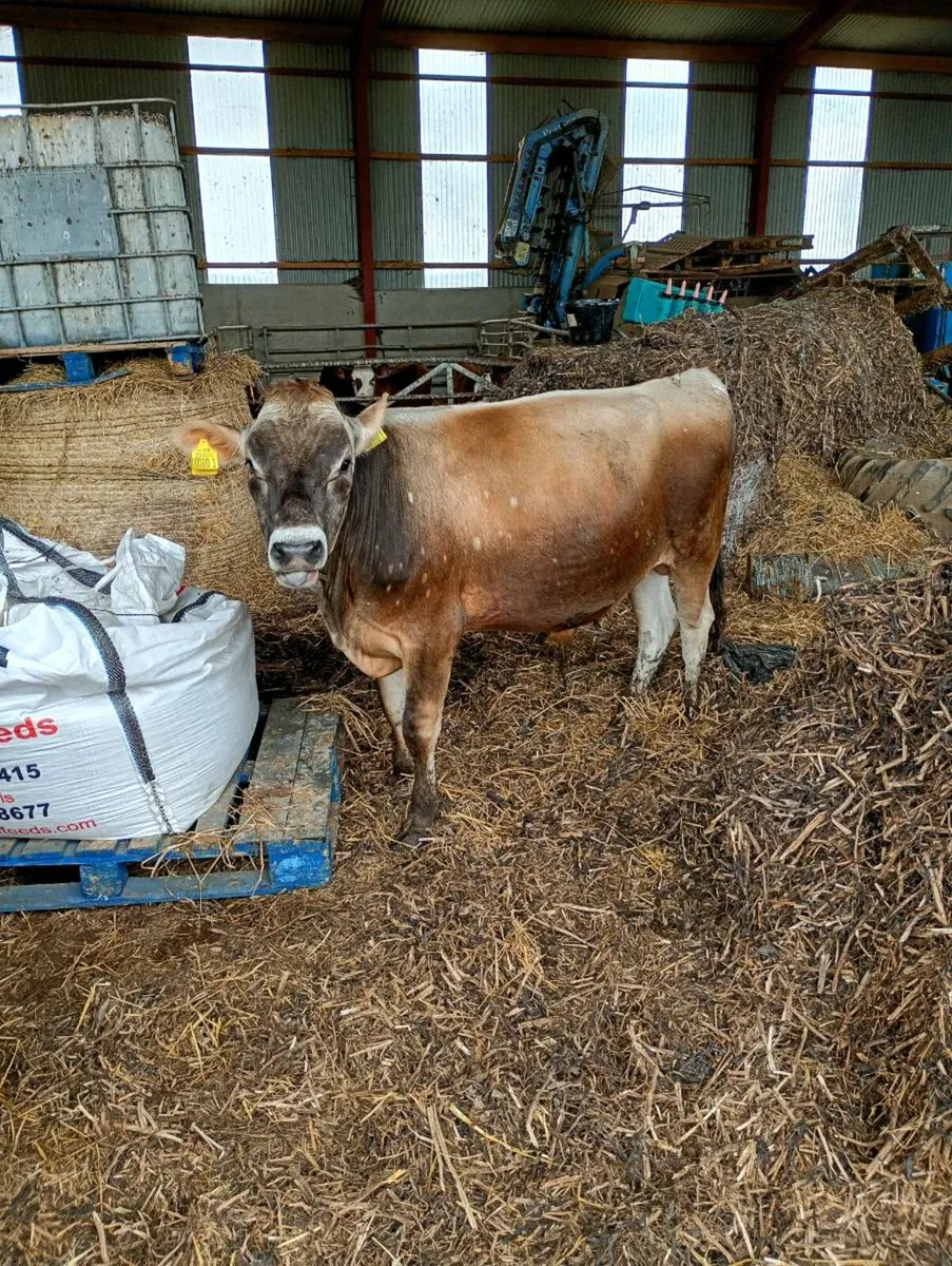 Jersey Bull - Image 2