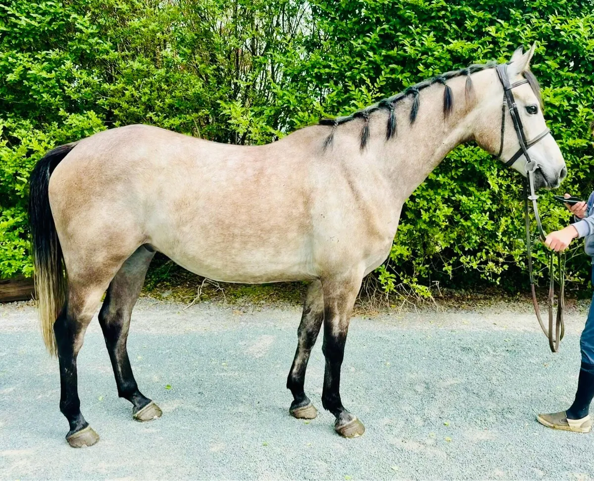 Lovely 4yr old - Image 1