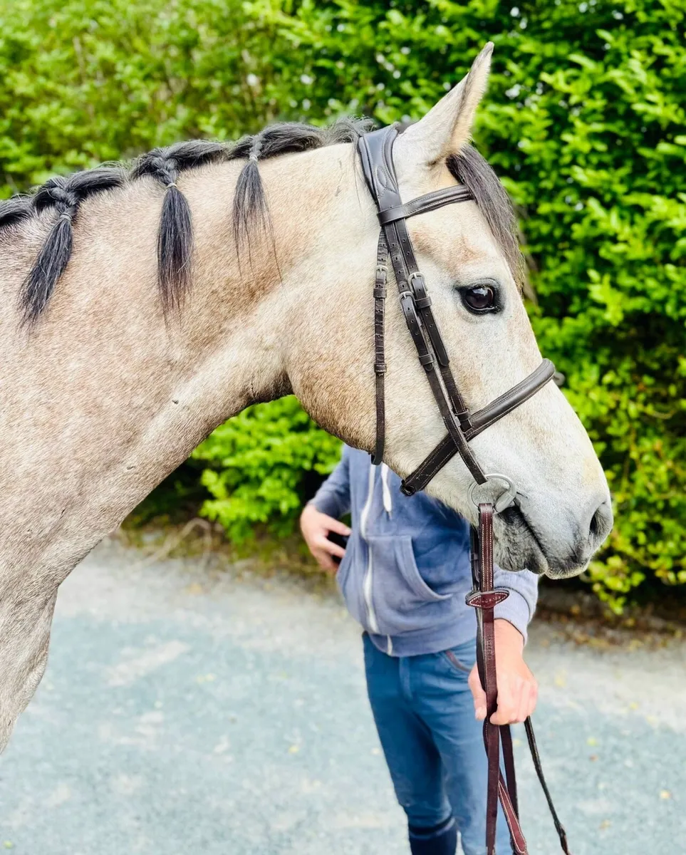 Lovely 4yr old - Image 2