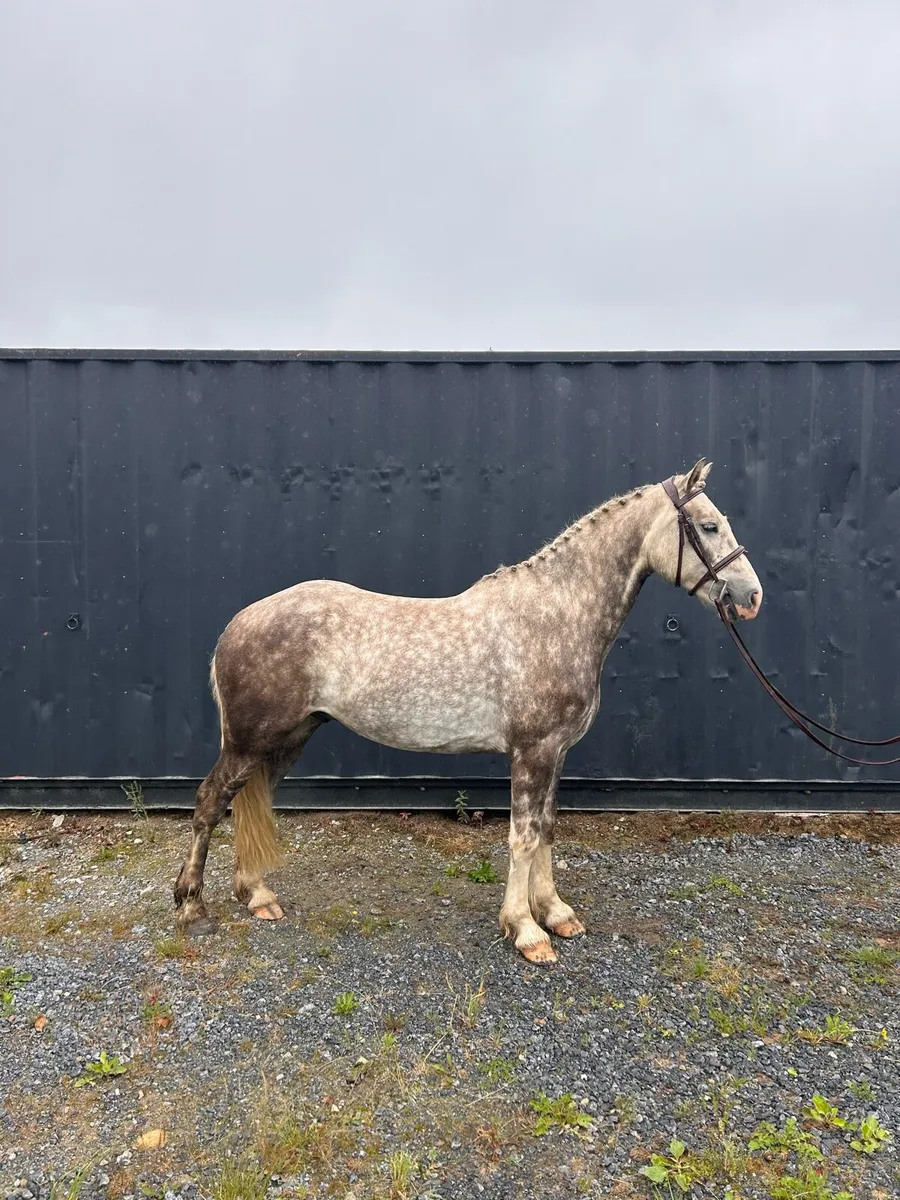 4yr old gelding LOT 68 GORESBRIDGE SALES July 1st - Image 1