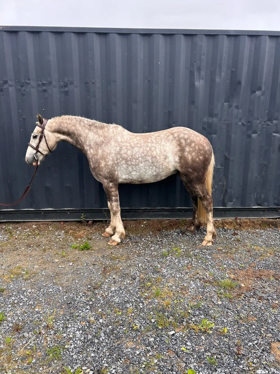4yr old gelding LOT 68 GORESBRIDGE SALES July 1st - Image 2