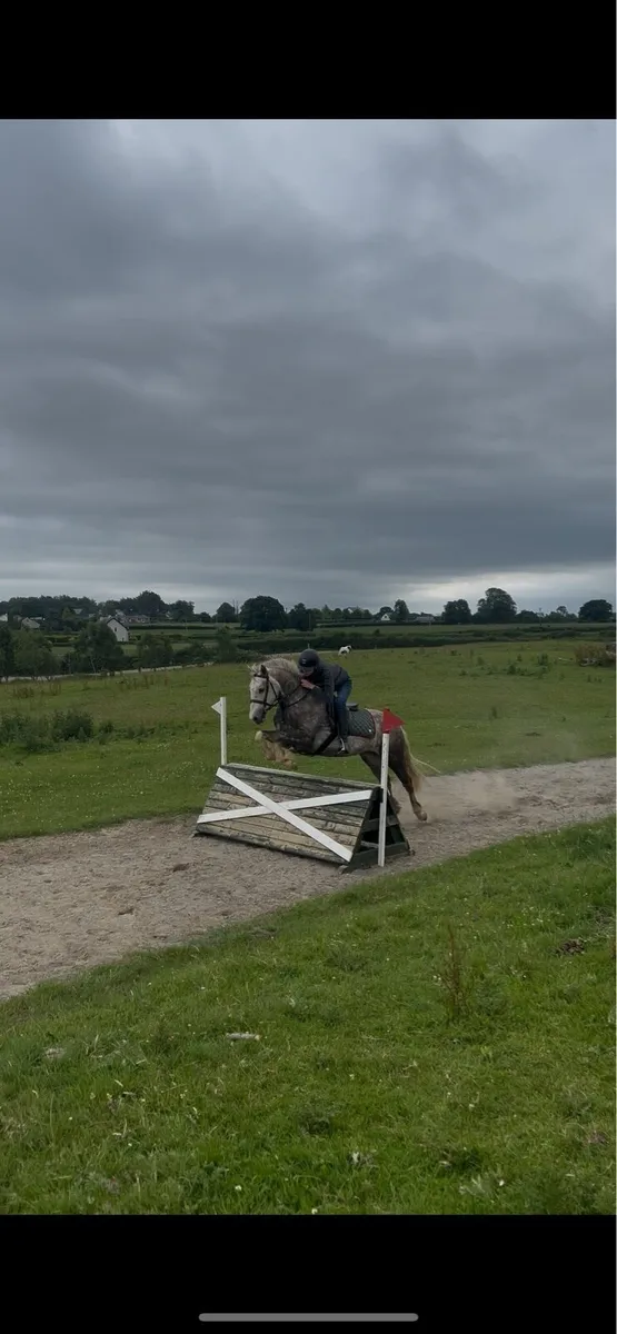 4yr old gelding LOT 68 GORESBRIDGE SALES July 1st - Image 4