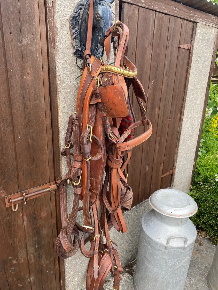 New leather harnesses - Image 1