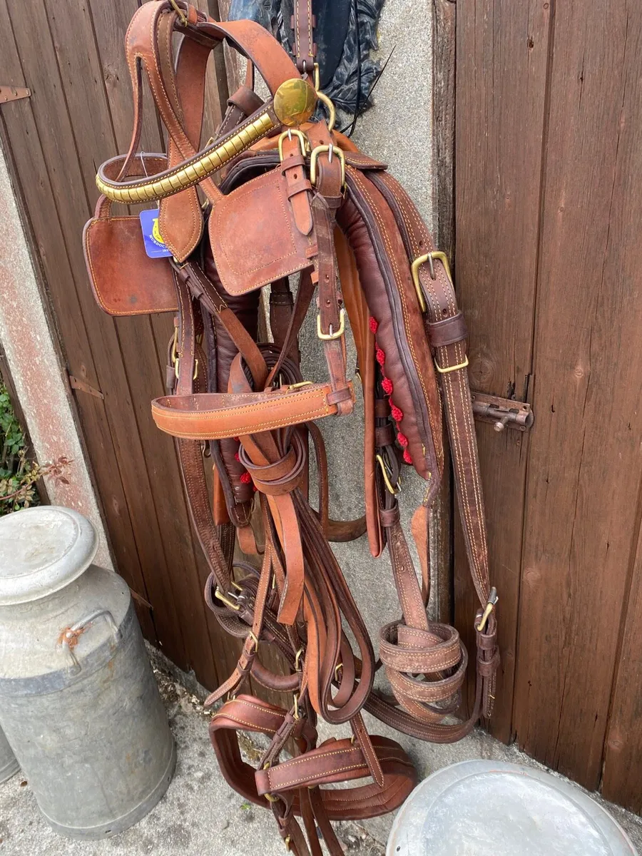 New leather harnesses - Image 2
