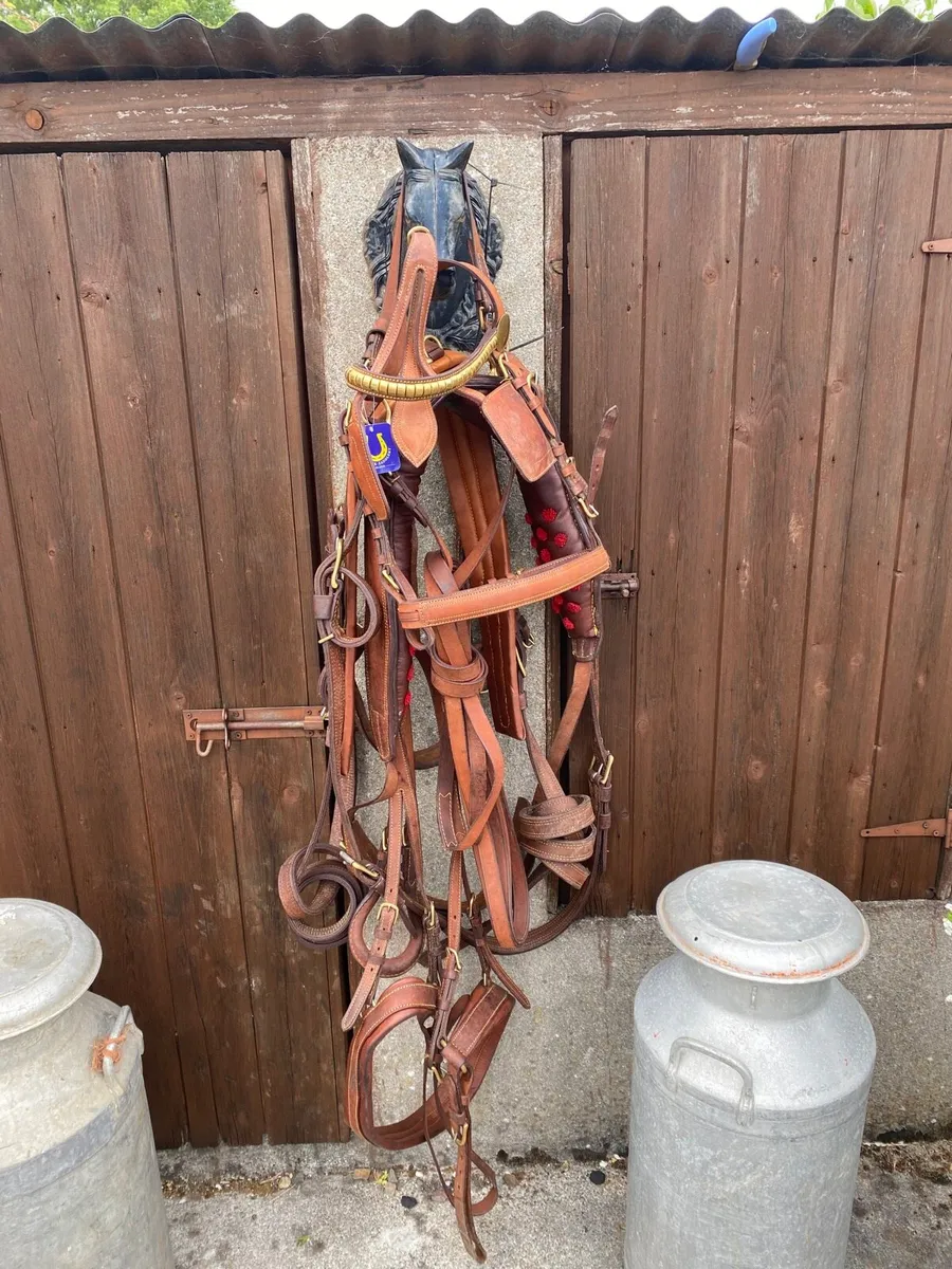 New leather harnesses - Image 3