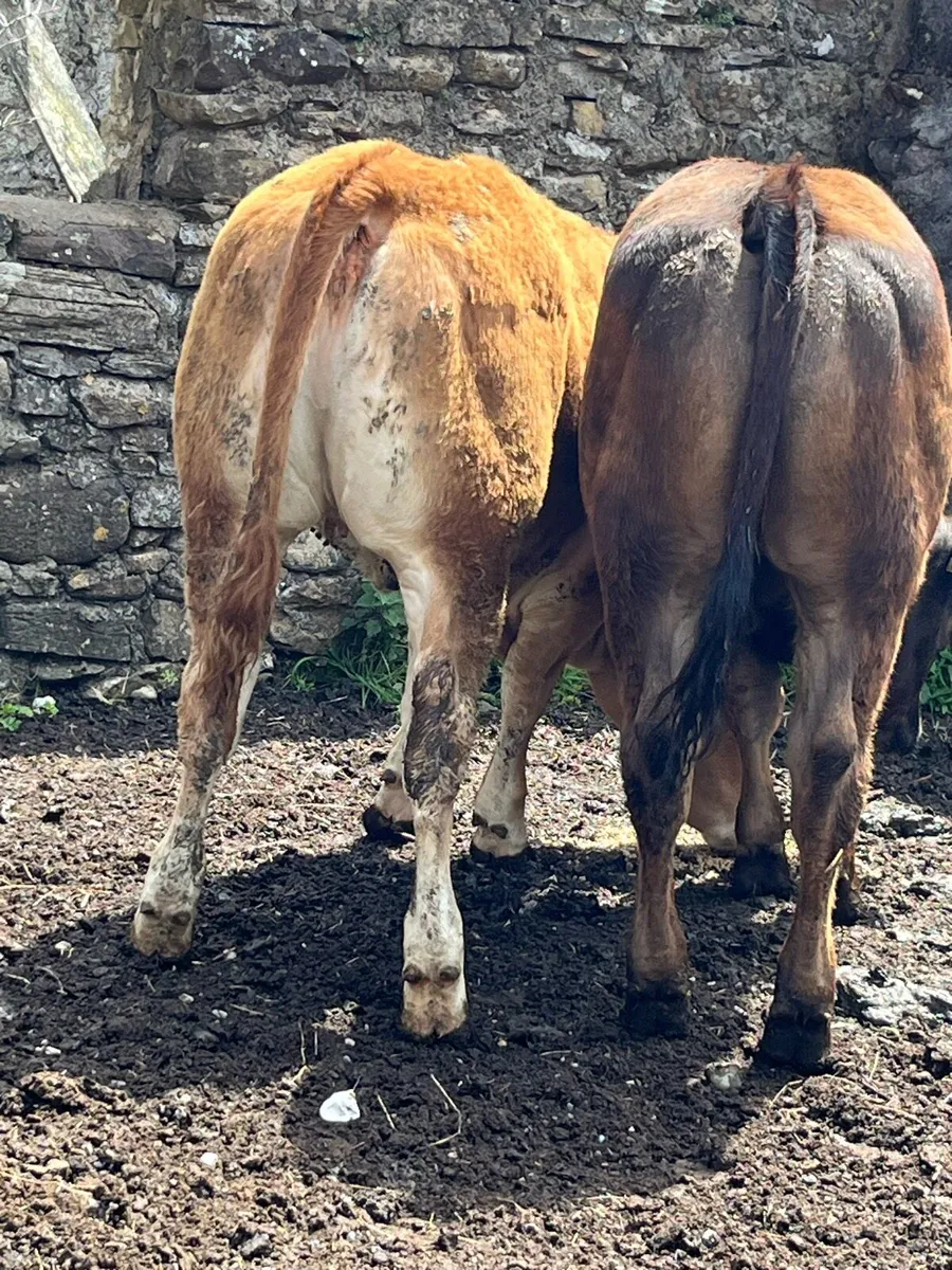 Super Quality Limousine Heifers - Image 1