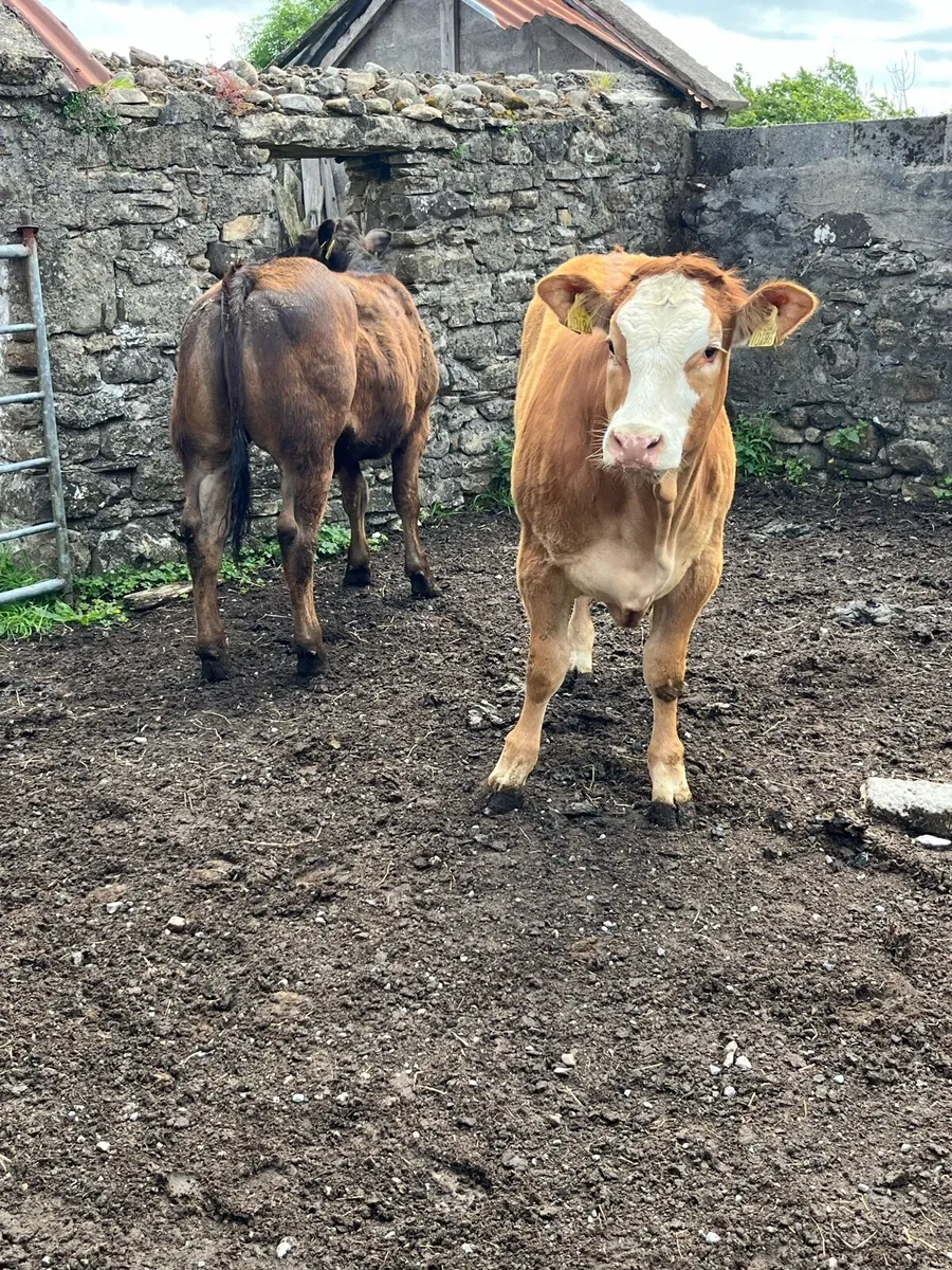 Super Quality Limousine Heifers - Image 2