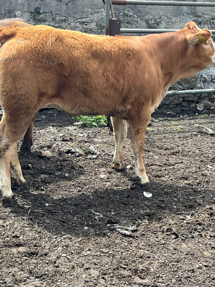 Super Quality Limousine Heifers - Image 3