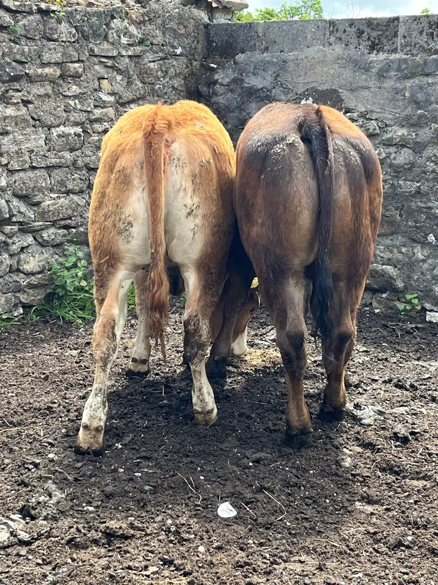 Super Quality Limousine Heifers - Image 4