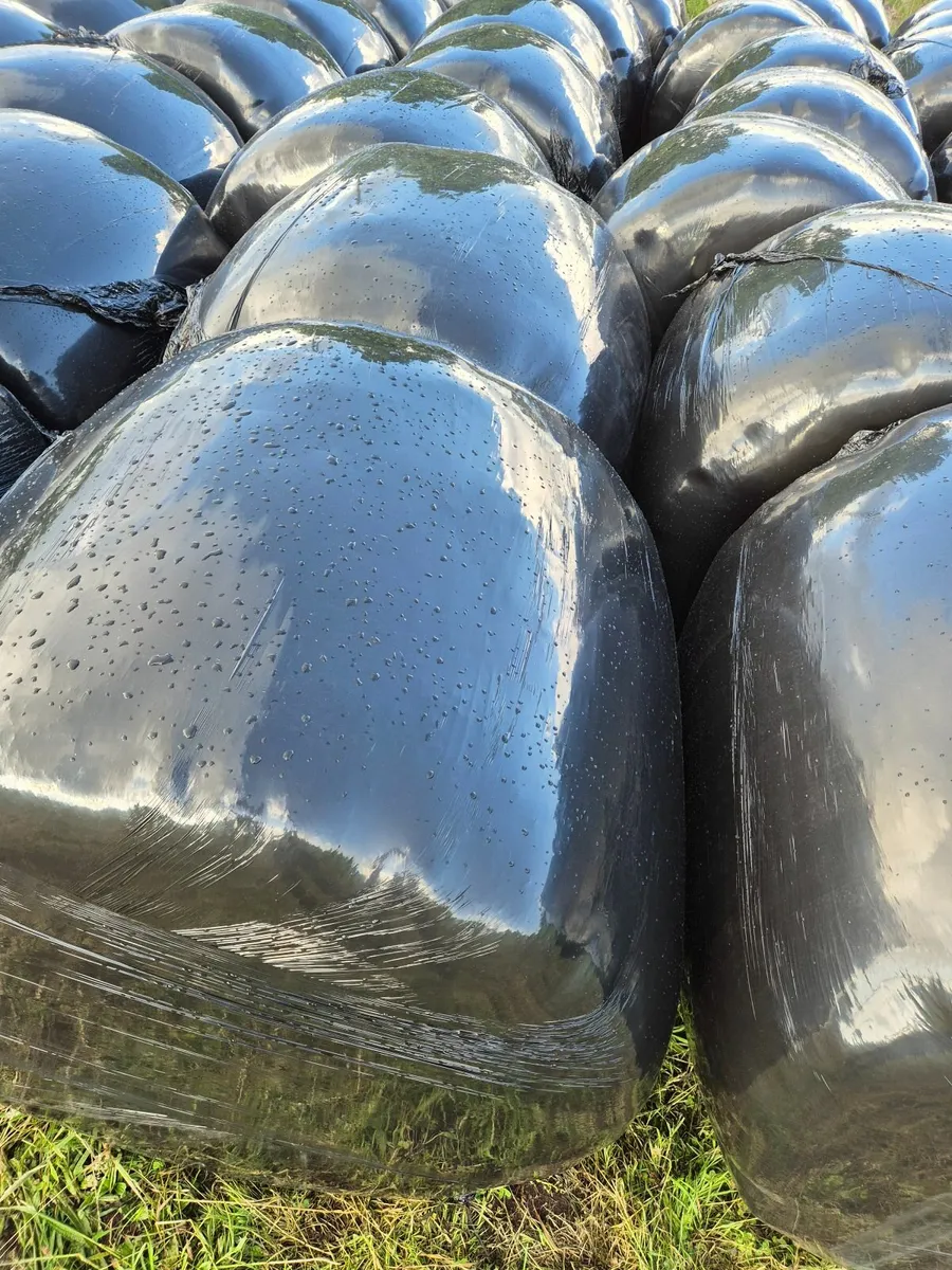 Silage Bales - Image 1