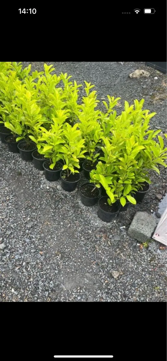 Novita laurels - Image 1