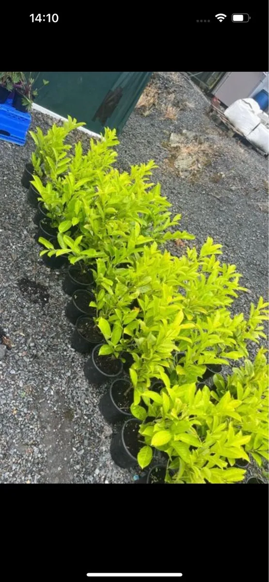 Novita laurels - Image 3