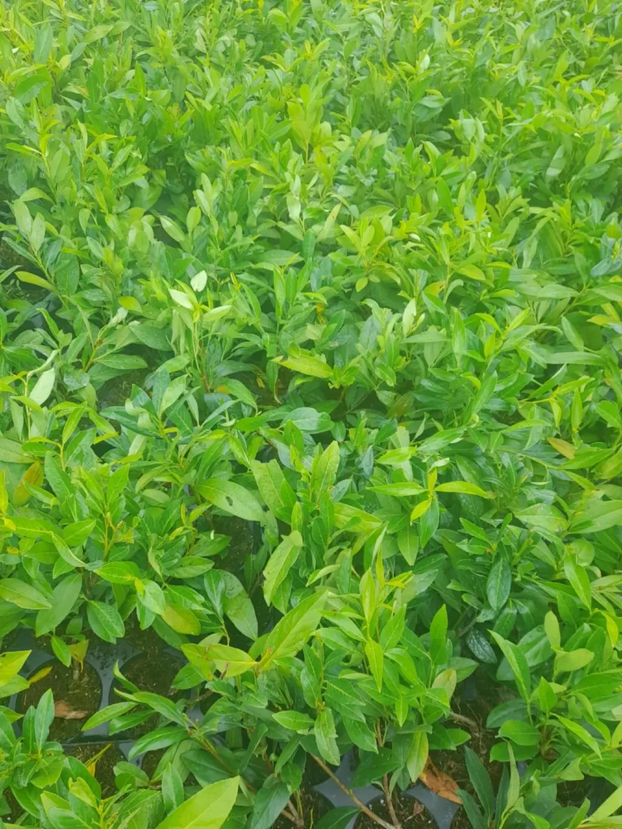 Potted Laurel Hedging €3 - Image 1