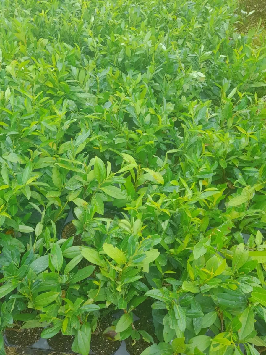 Potted Laurel Hedging €3 - Image 2