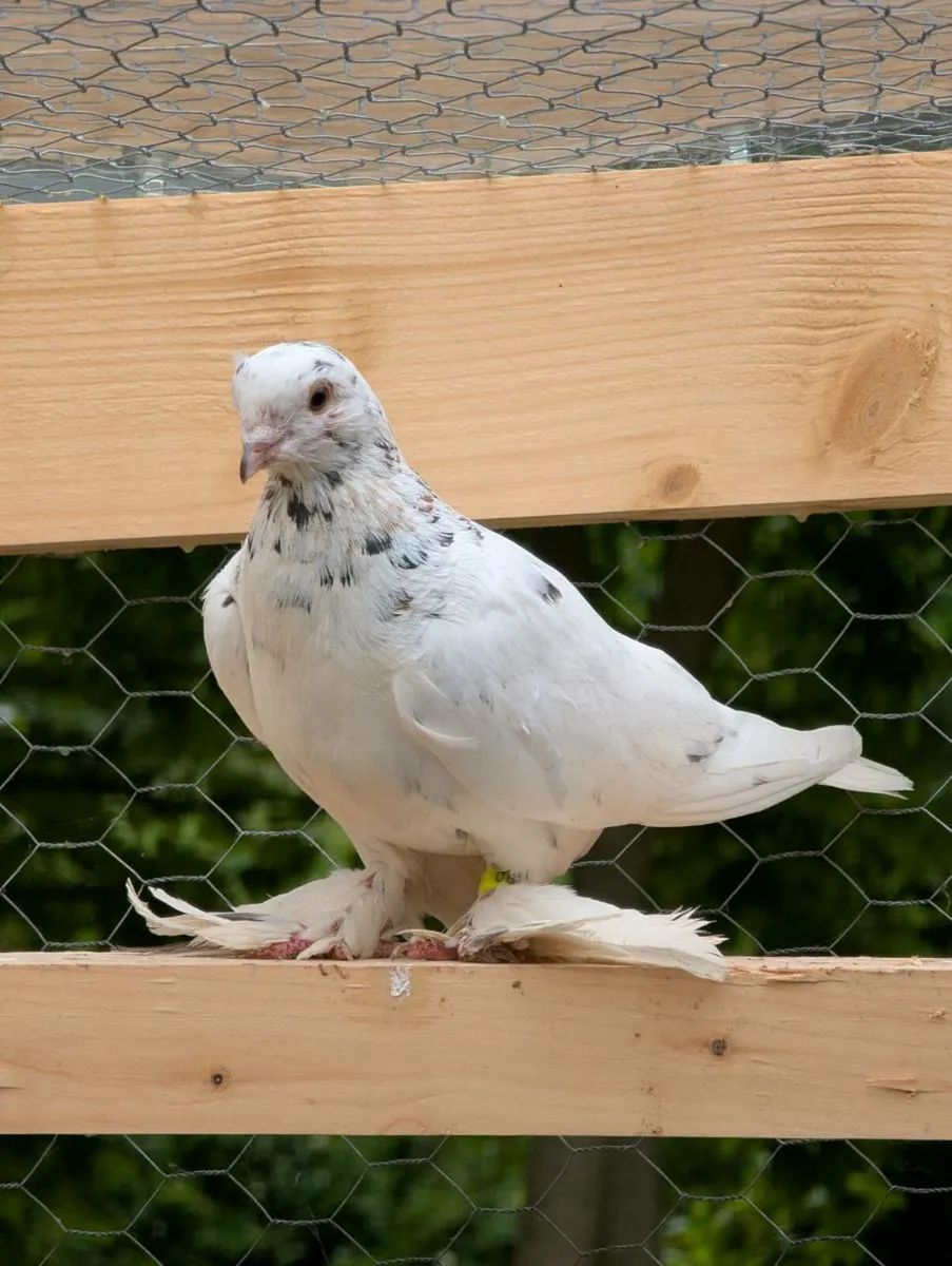Pigeons - Image 1