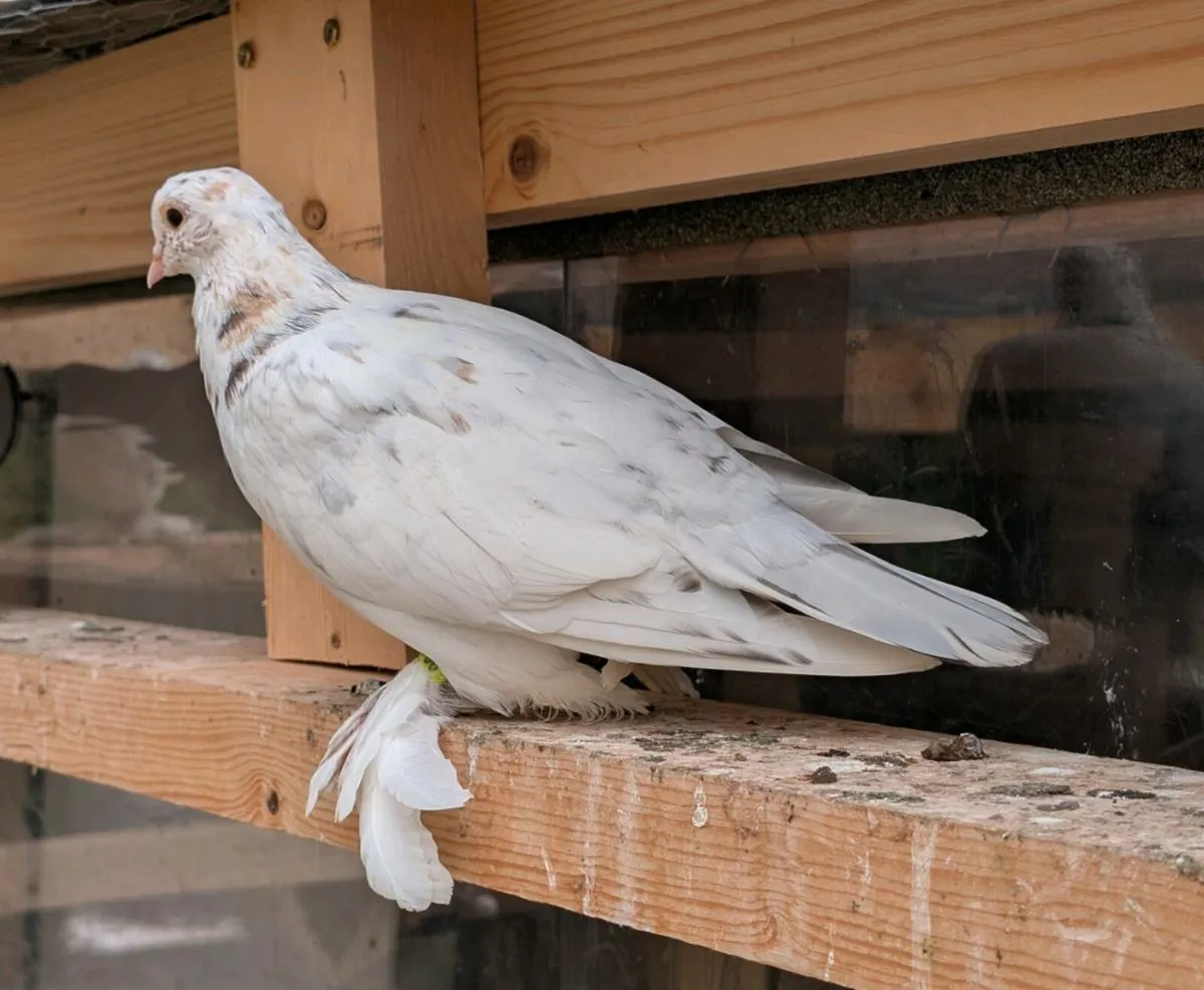 Pigeons - Image 2