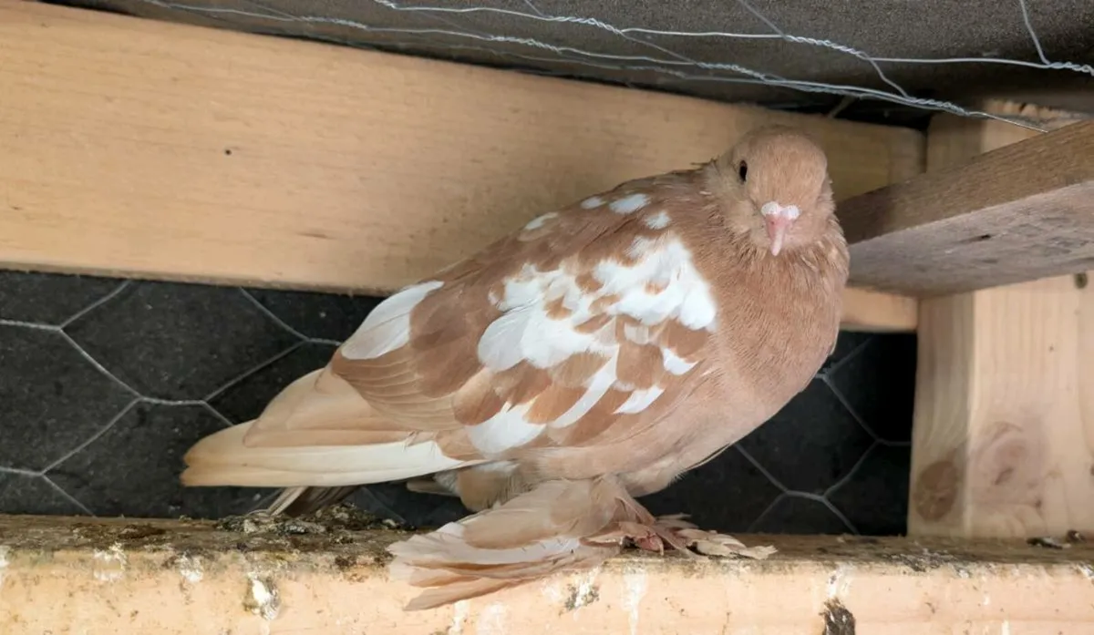 Pigeons - Image 3