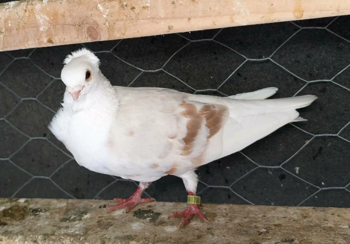 Pigeons - Image 4