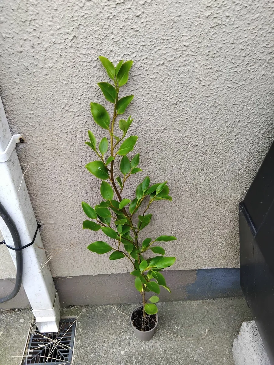 Griselinia hedge - Image 1
