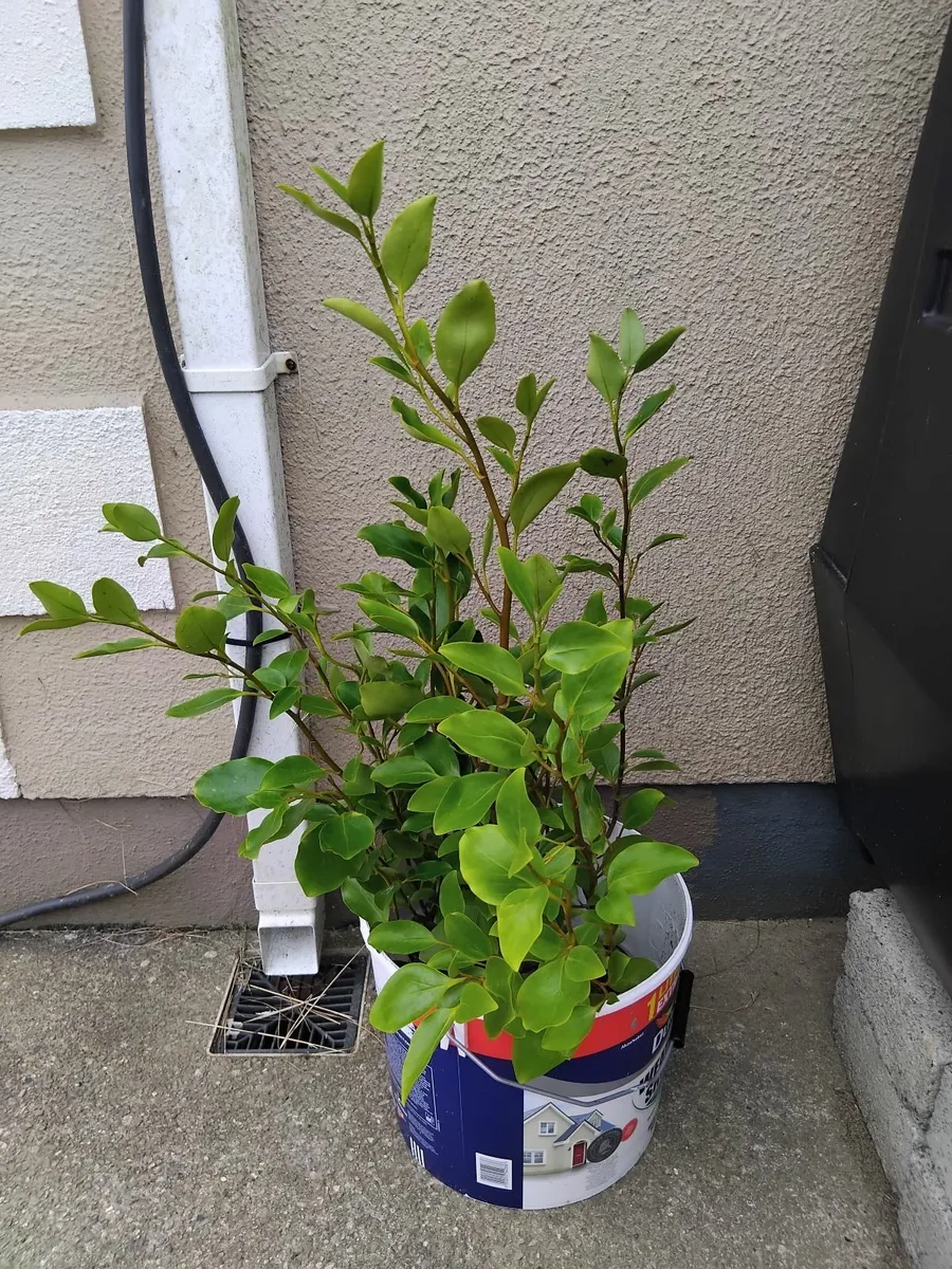 Griselinia hedge - Image 2