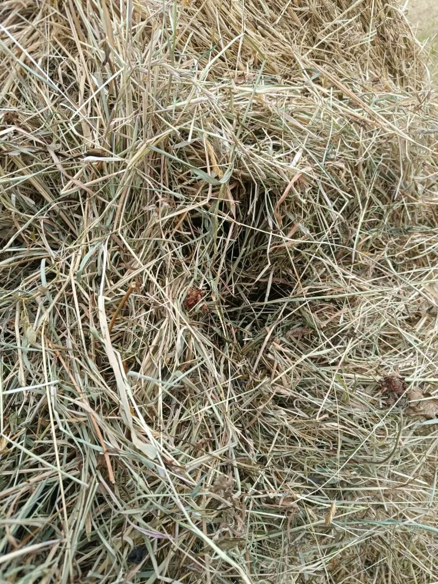 Hay - Image 1