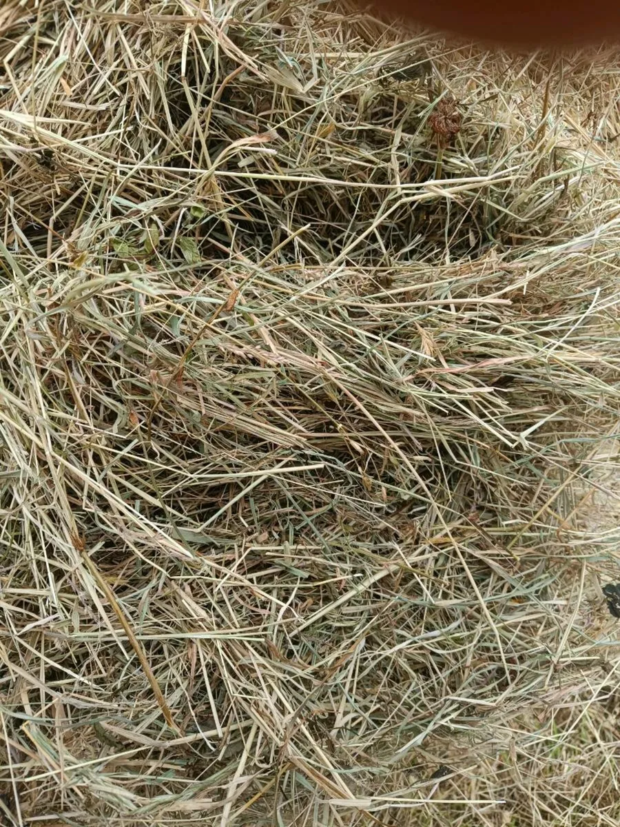 Hay - Image 2