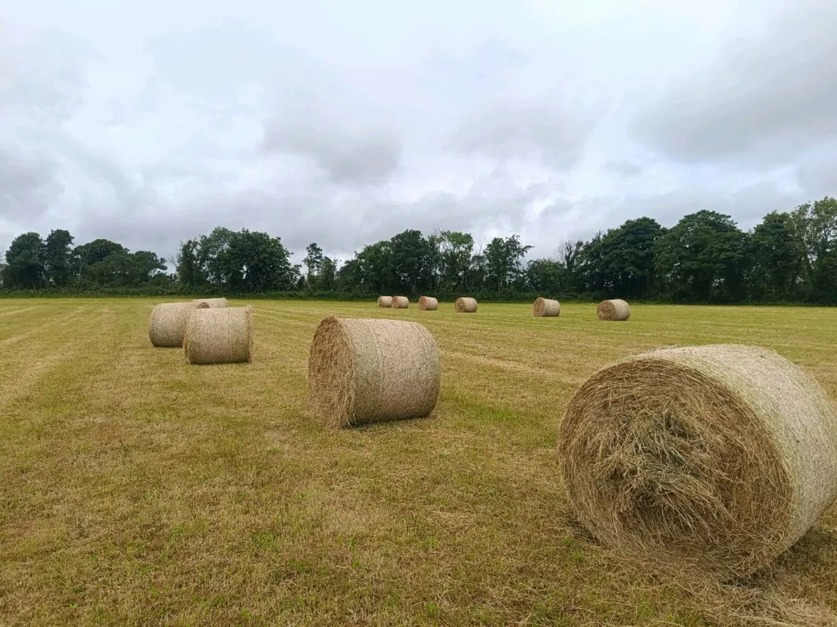 Hay - Image 3