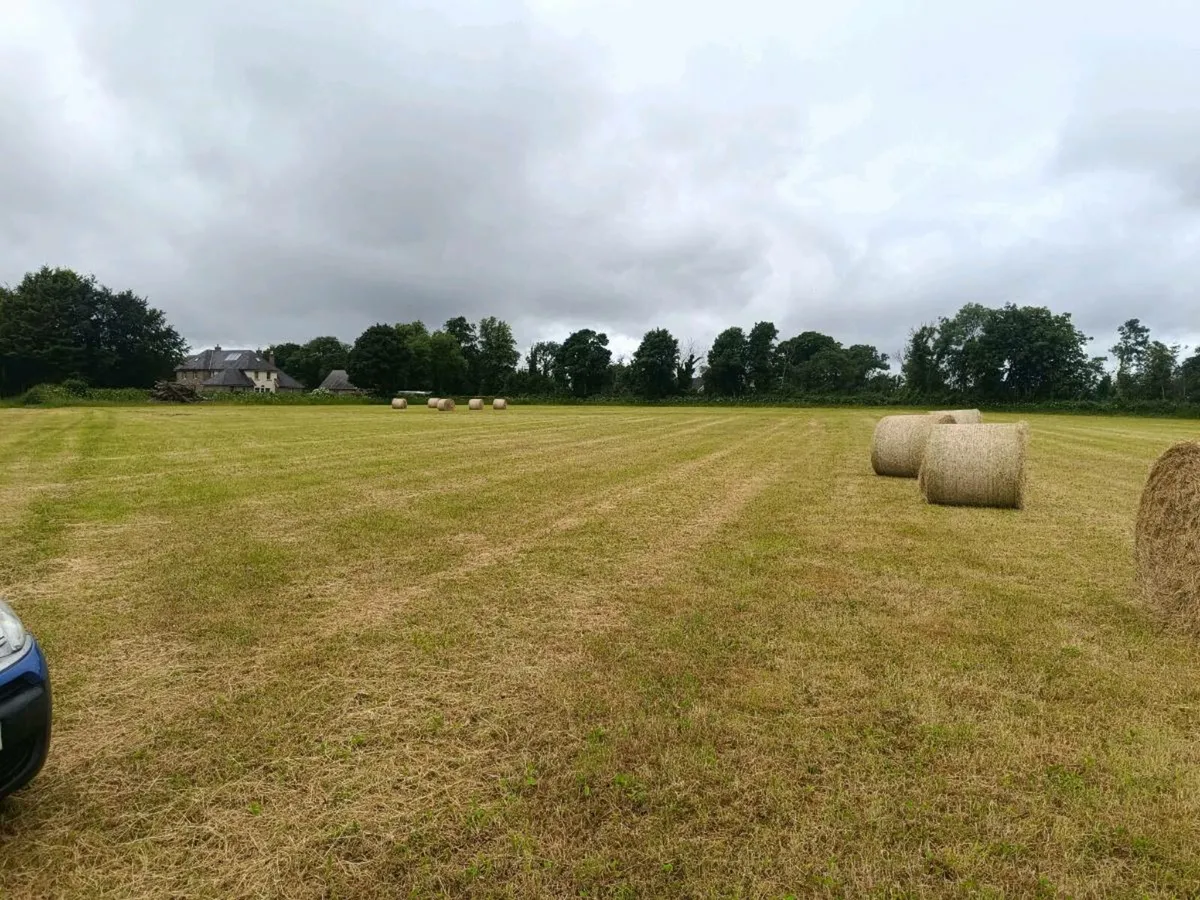 Hay - Image 4