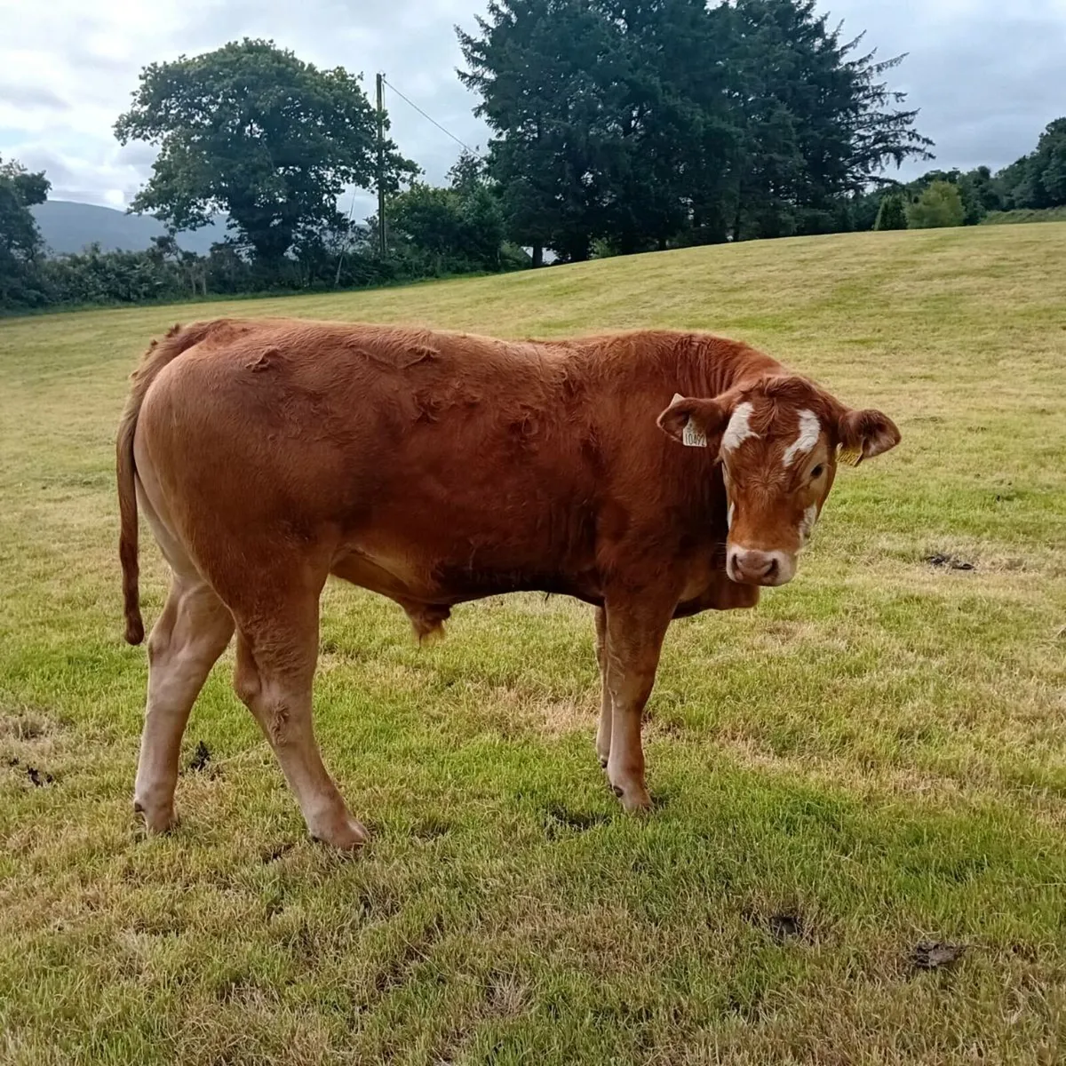 Three weanling bullocks - Image 1