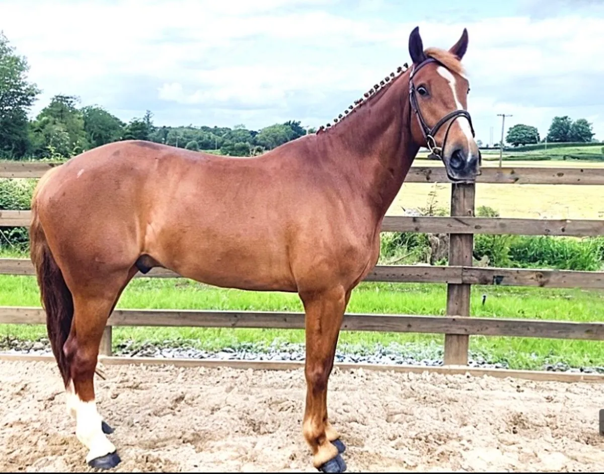 6yo 148 gelding