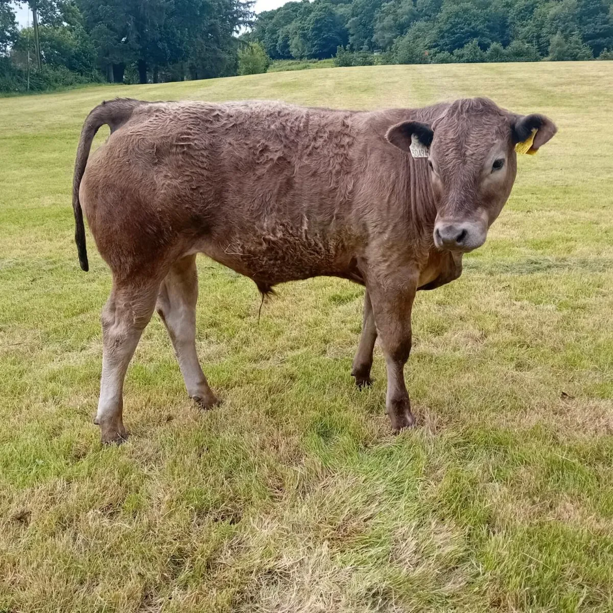 Three weanling bullocks - Image 3
