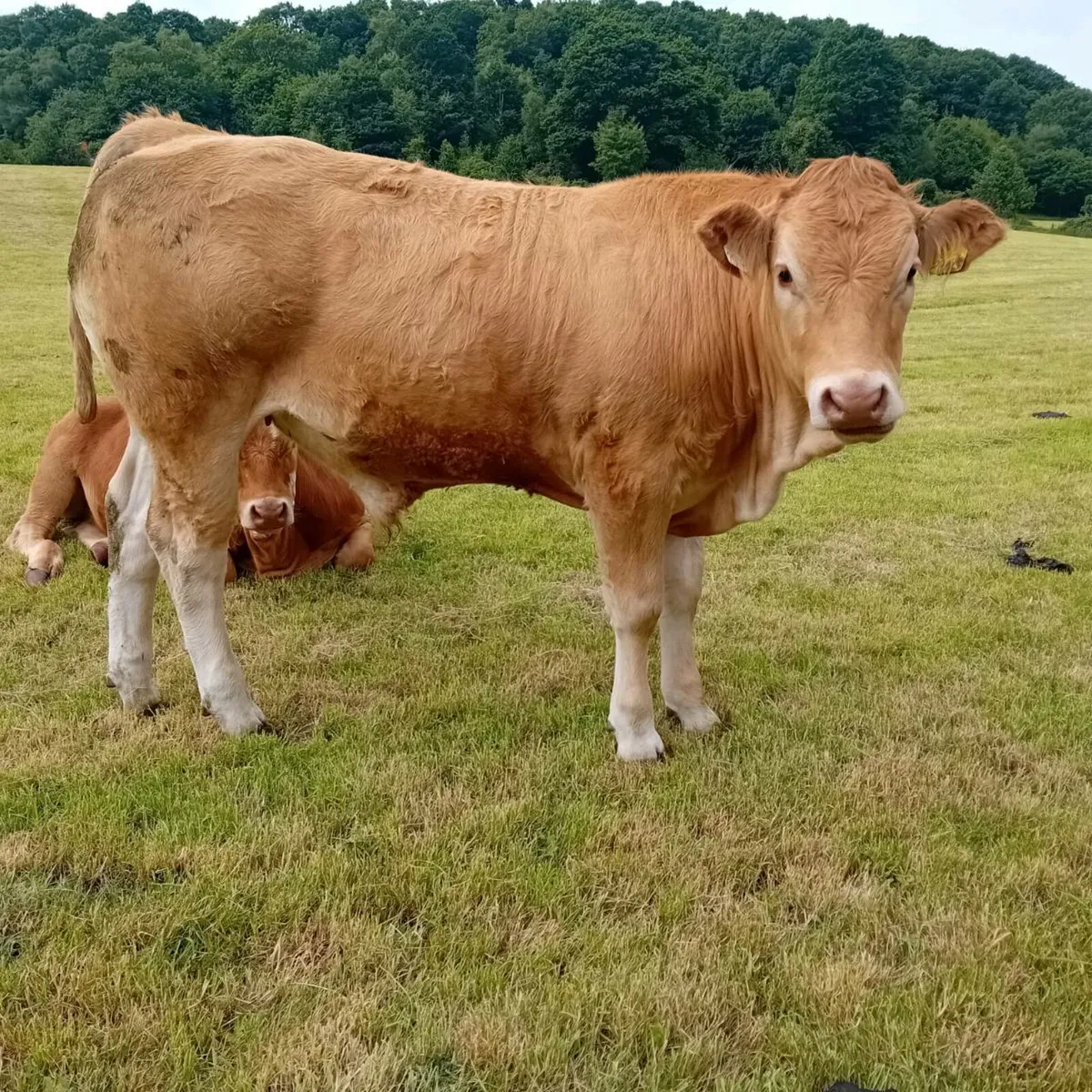 Three weanling bullocks - Image 2