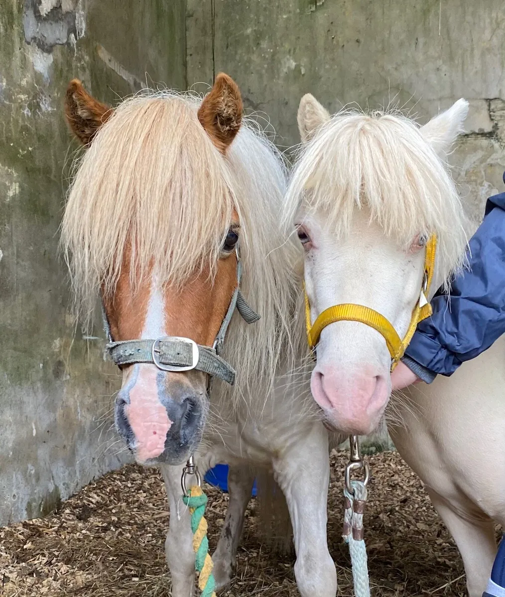 SMALL PET/LEAD-R  & MINIATURE PONIES - Image 4