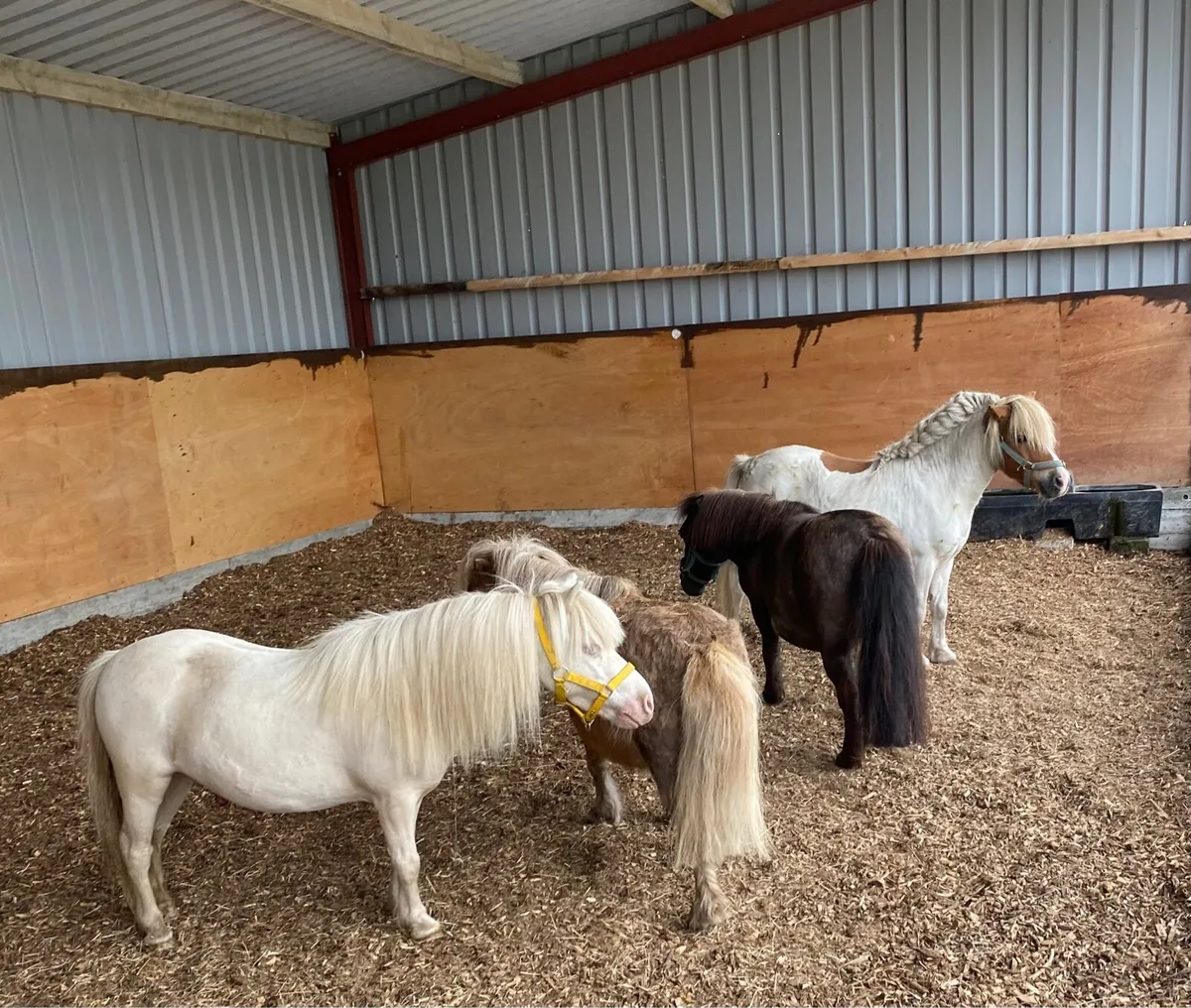 SMALL PET/LEAD-R CHILDREN’S PONIES - Image 1