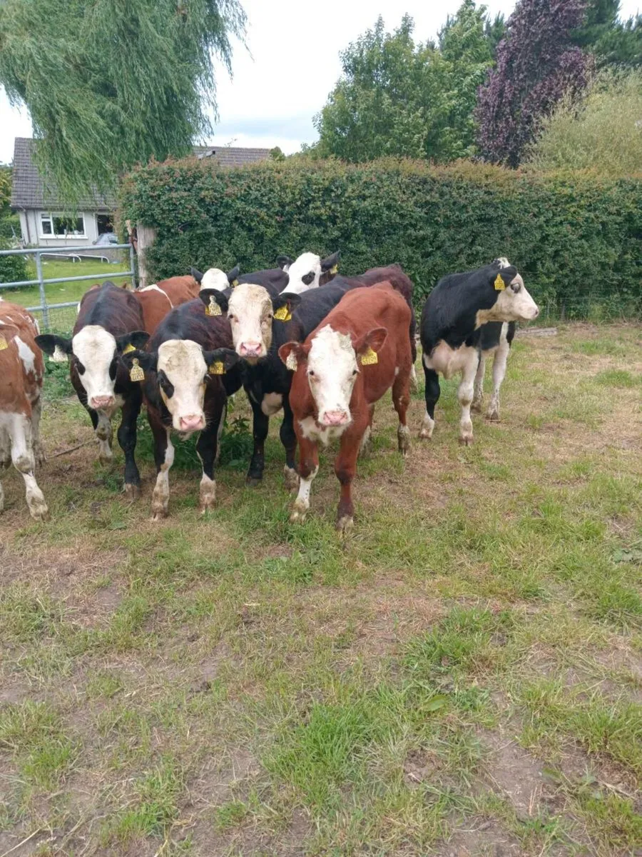 10 super quality hereford bull weanlings - Image 1