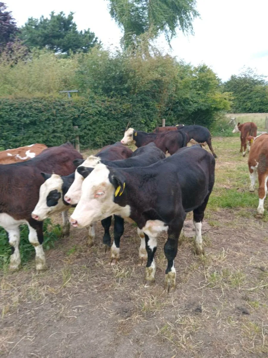 10 super quality hereford bull weanlings - Image 3
