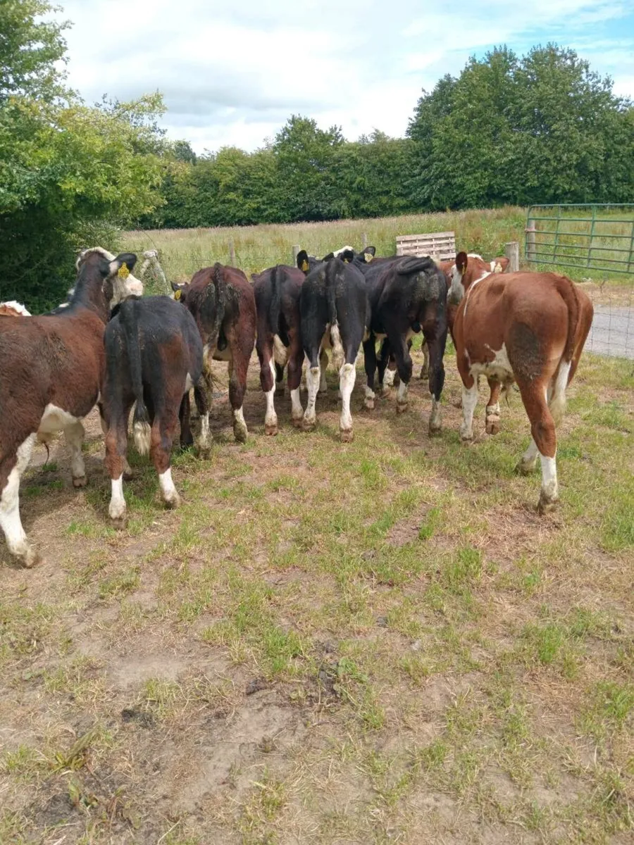 10 super quality hereford bull weanlings - Image 4